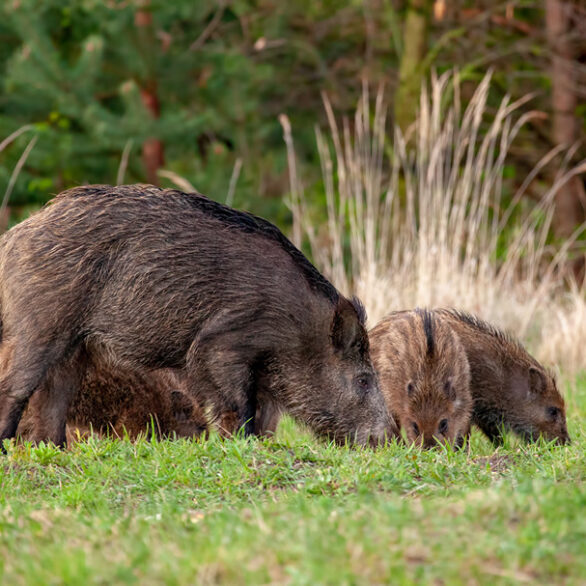 wild-boar-herd-of-hog-and-little-stripped-piglets-2021-08-26-19-04-49-utc